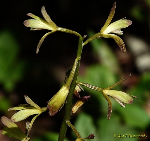 {Aplectrum hyemale}